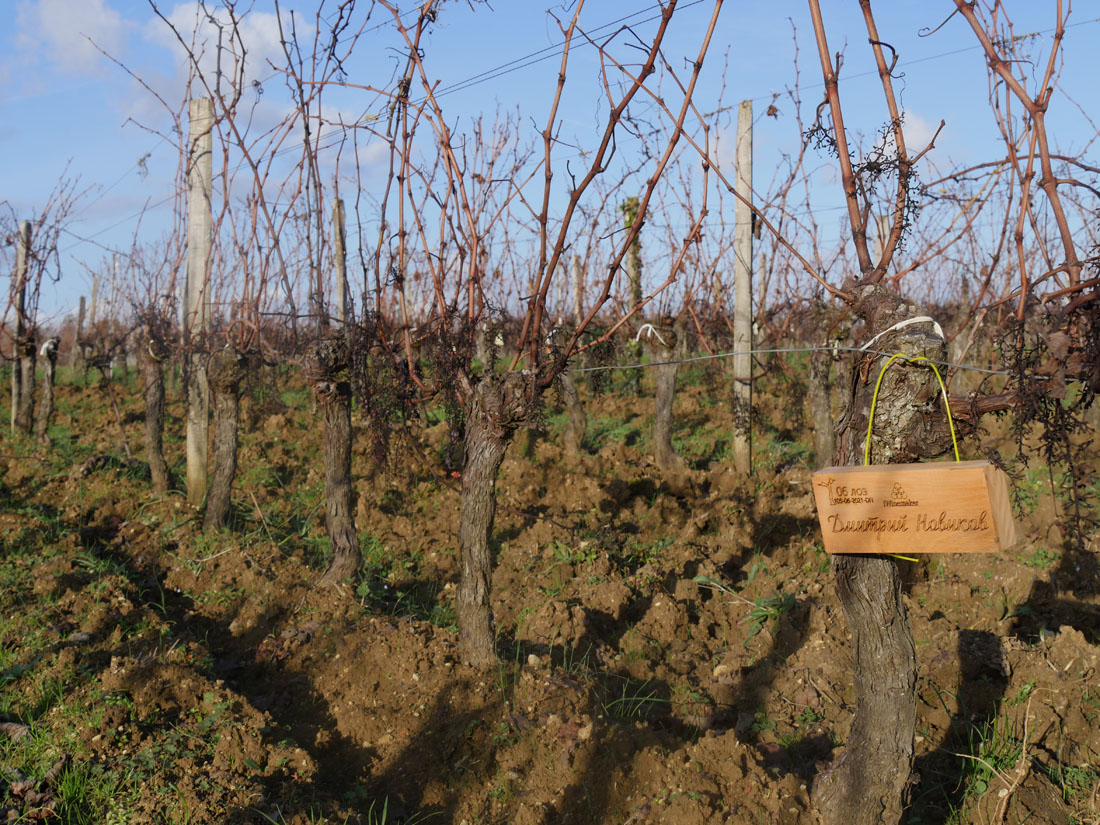 Виноградник на урожай